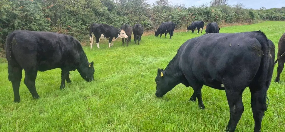 45 Heifers for sale - Image 2