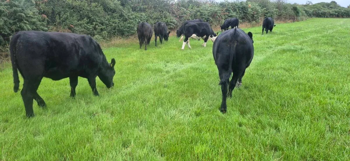 45 Heifers for sale - Image 3