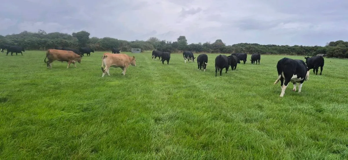 45 Heifers for sale - Image 4