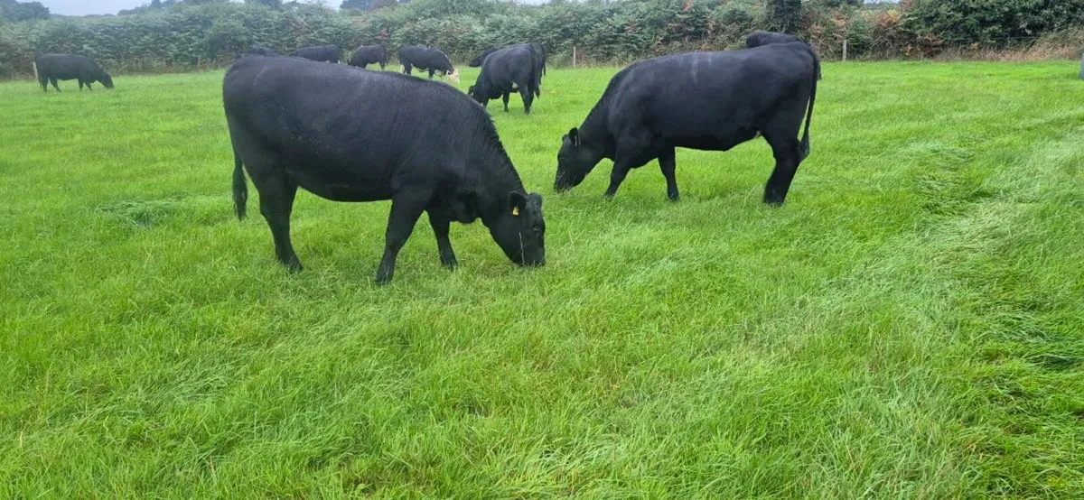 45 Heifers for sale - Image 1