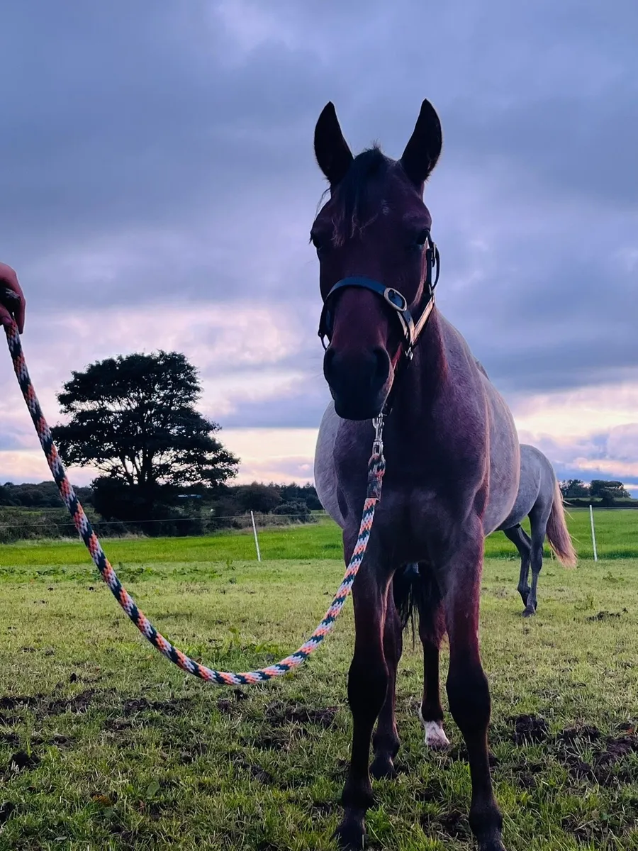 ***Quality Yearling Connemara Gelding*** - Image 4
