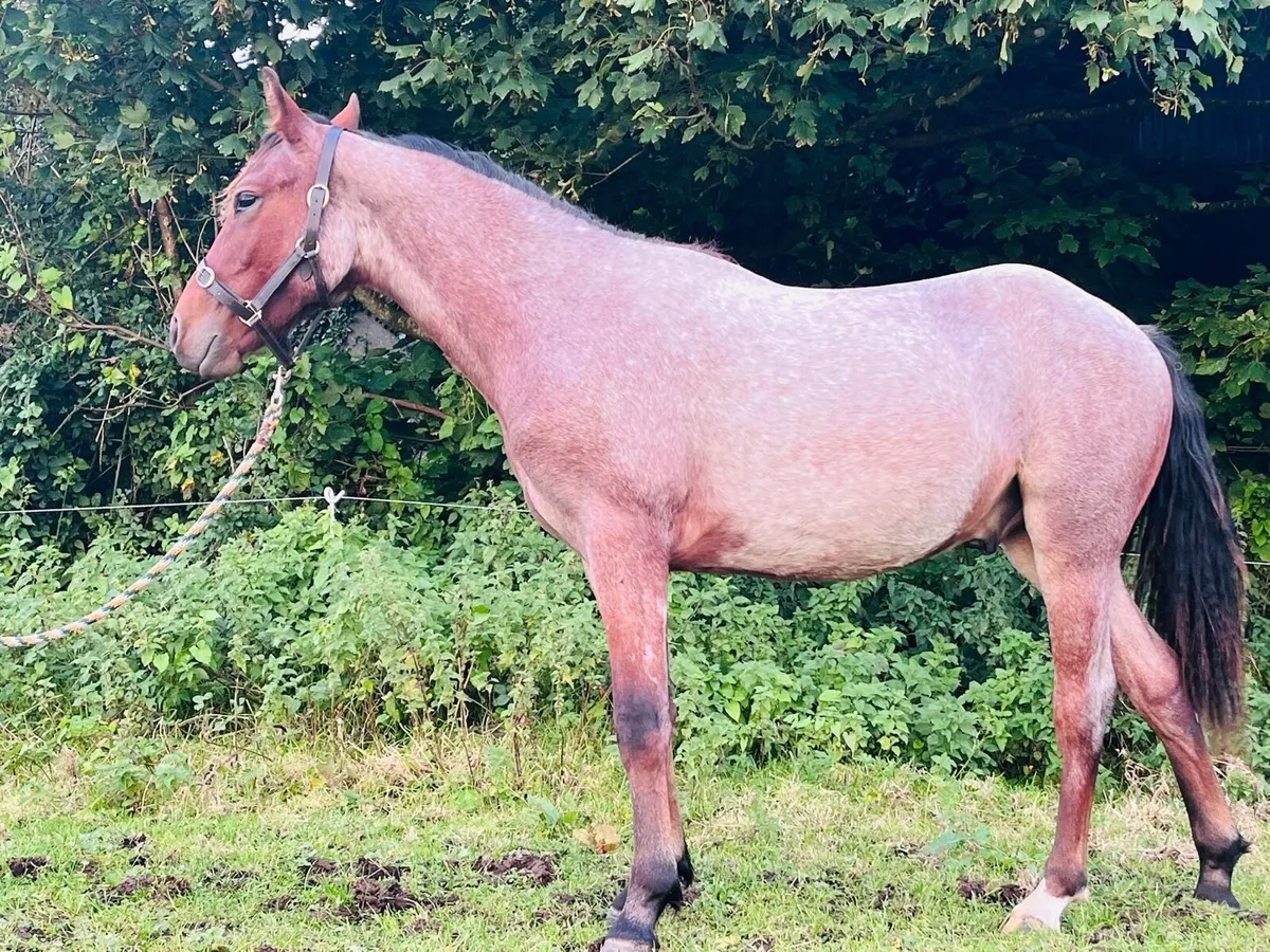 ***Quality Yearling Connemara Gelding*** - Image 2