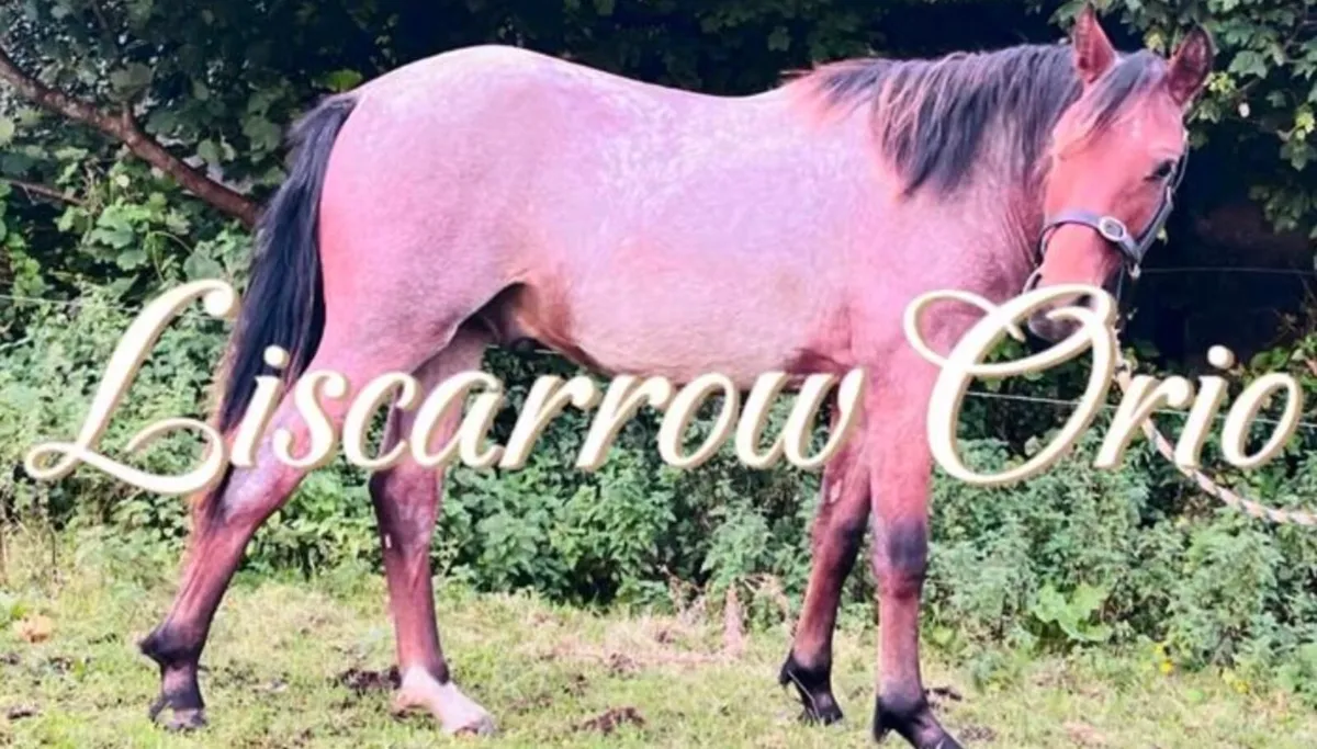 ***Quality Yearling Connemara Gelding*** - Image 1