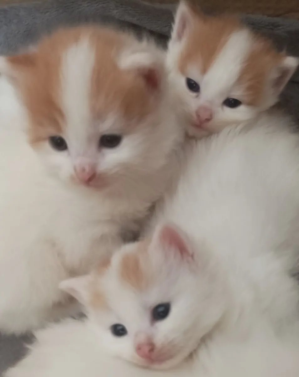kittens - Image 4