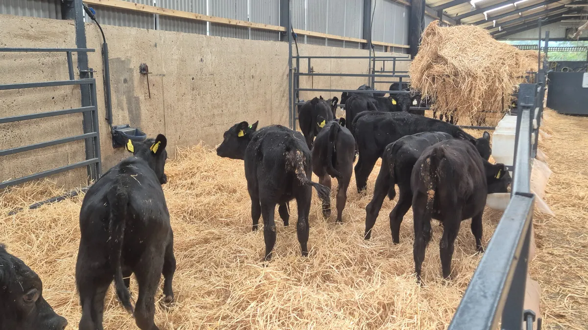 10 Aberdeen Angus Heifers for sale - Image 2