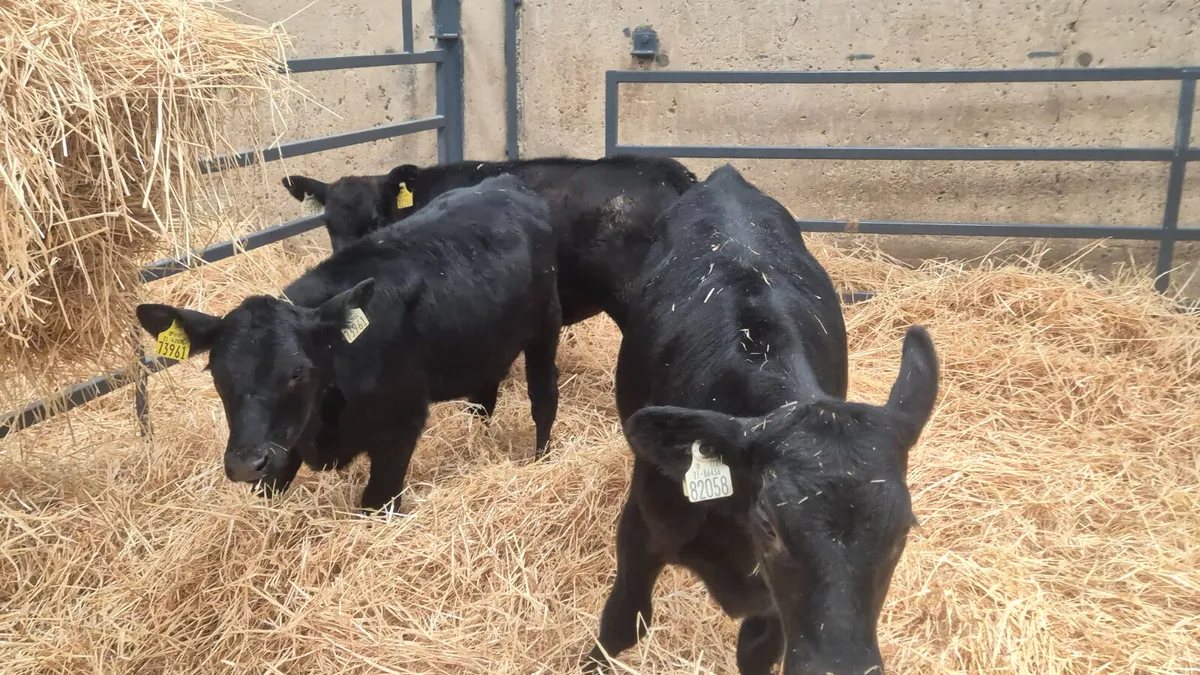10 Aberdeen Angus Heifers for sale - Image 1