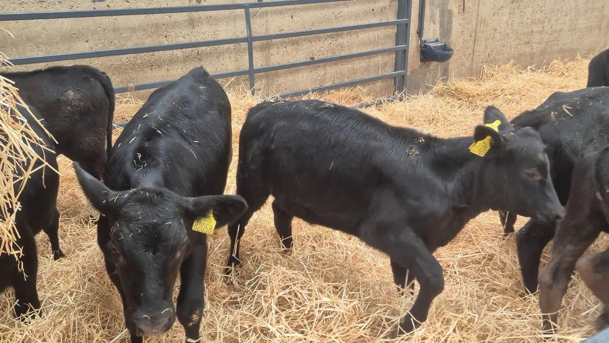 10 Aberdeen Angus Heifers for sale - Image 4