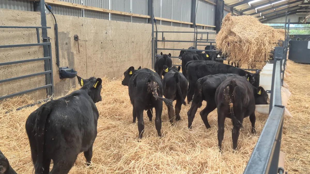 10 Aberdeen Angus Heifers for sale - Image 3