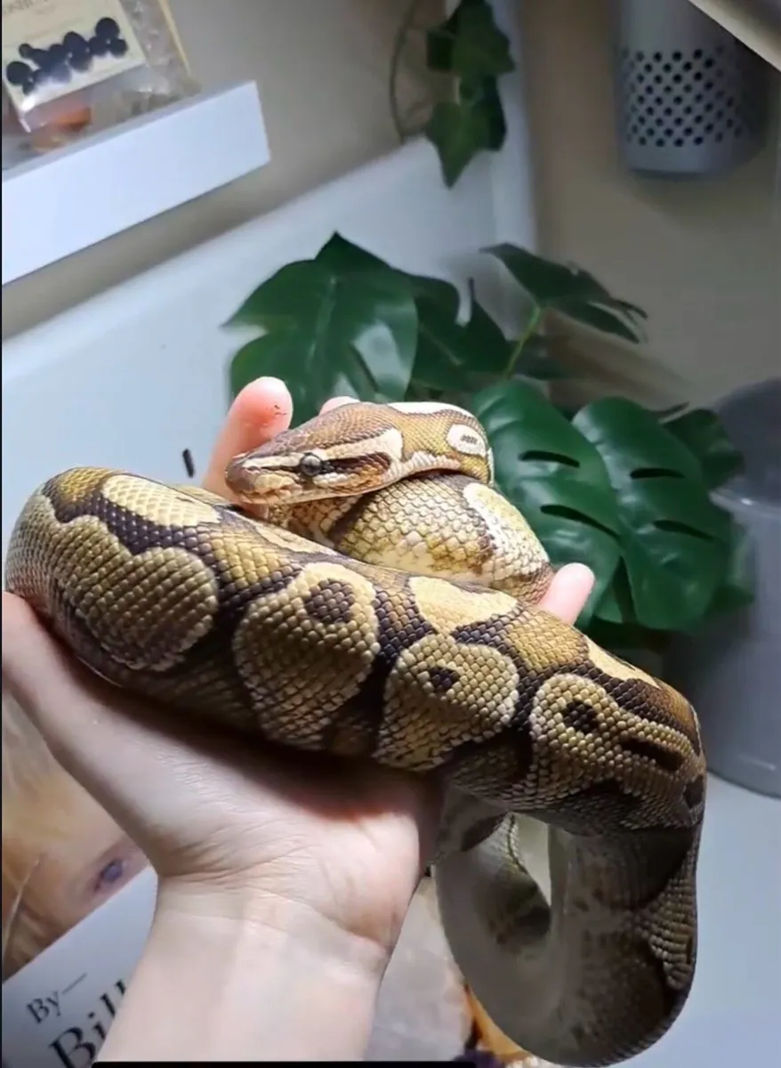 ball python with set up - Image 1