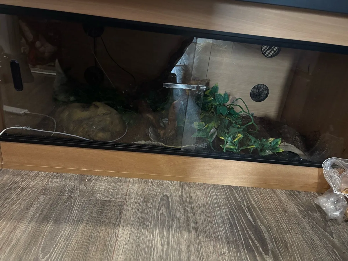 ball python with set up - Image 2