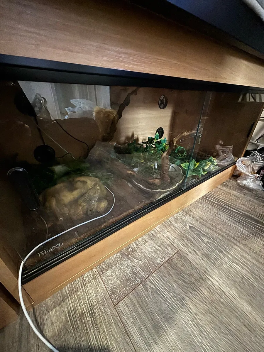 ball python with set up - Image 3