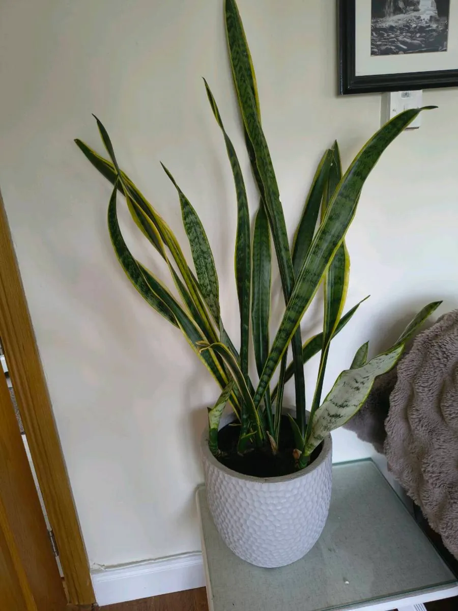 Indoor and - Image 1