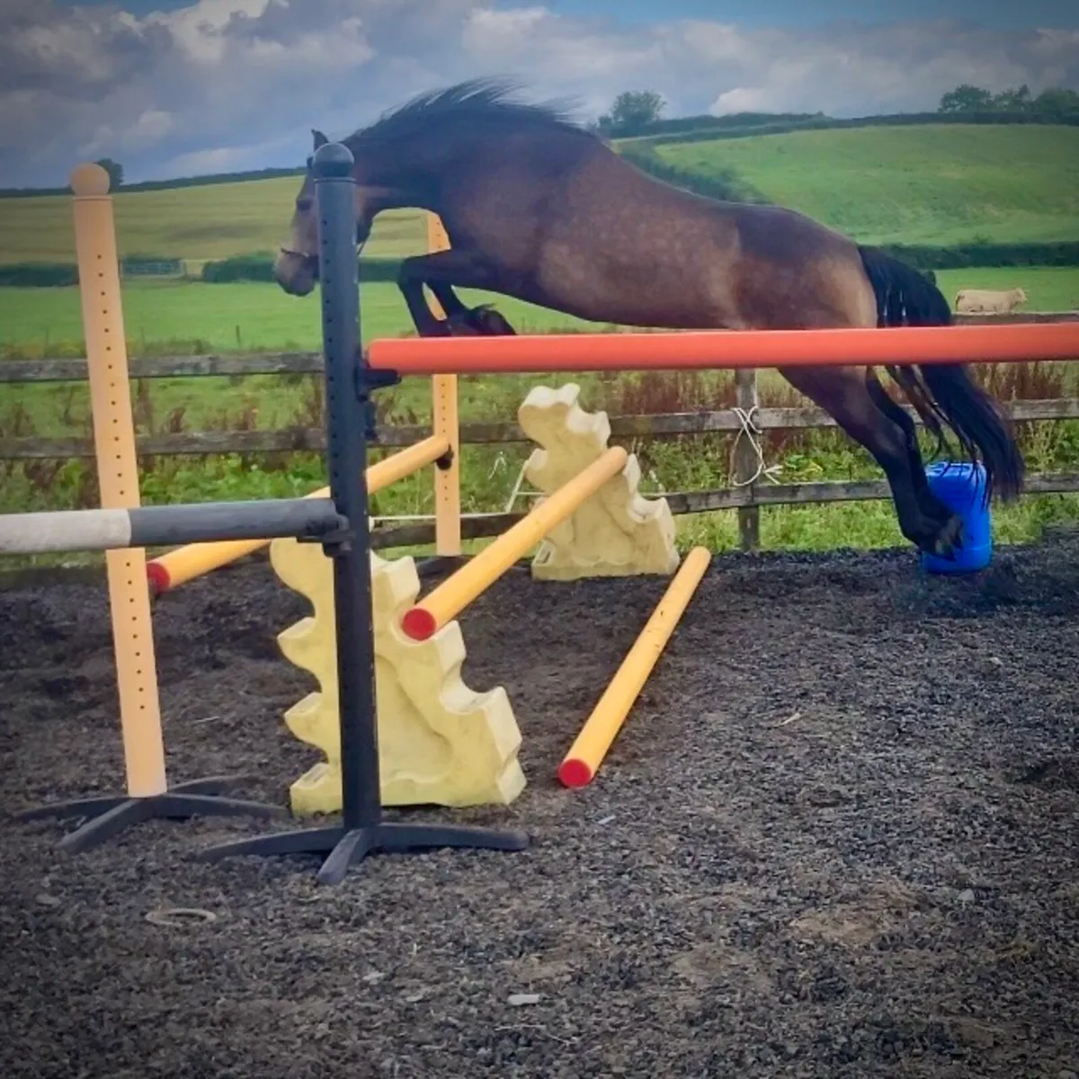 Potential top pony ConnieX ISH - Image 1