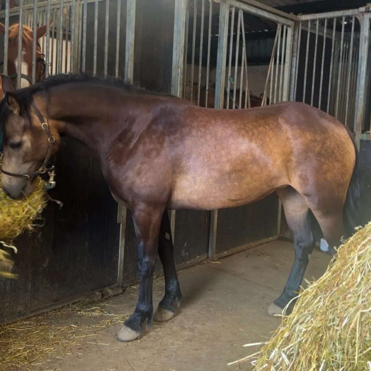 Potential top pony ConnieX ISH - Image 2