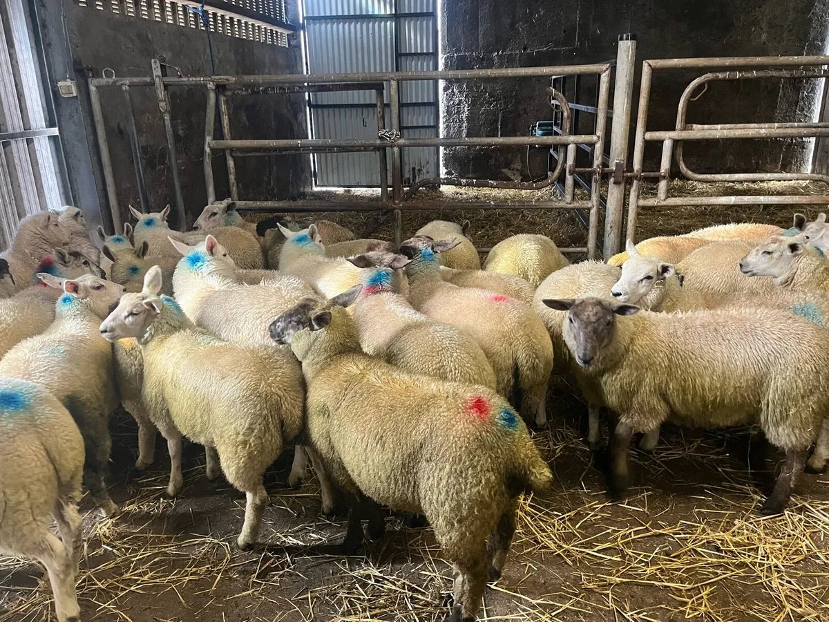 35 super Suffolk/Texel store/breeding ewe lambs - Image 1