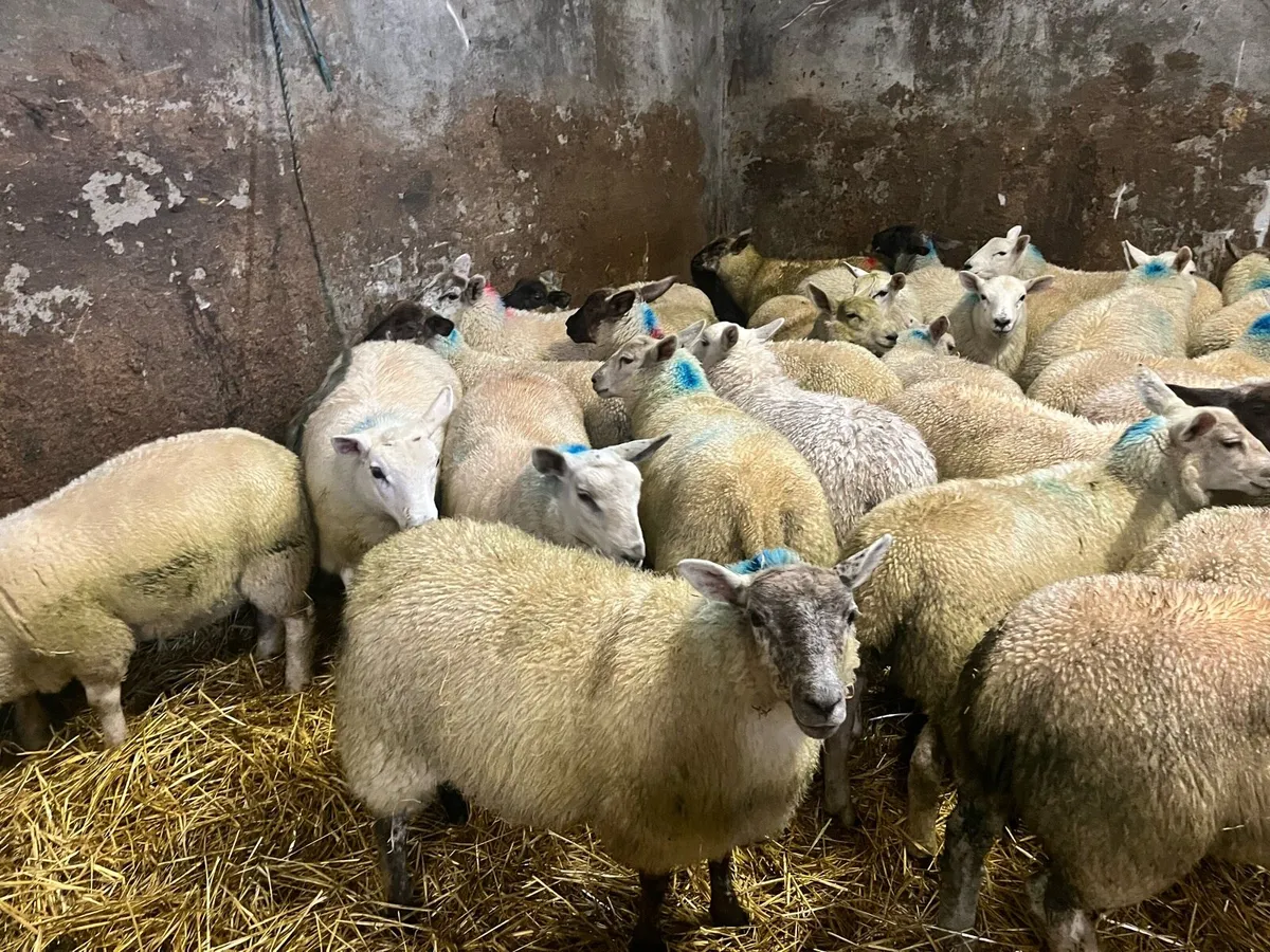 35 super Suffolk/Texel store/breeding ewe lambs - Image 3