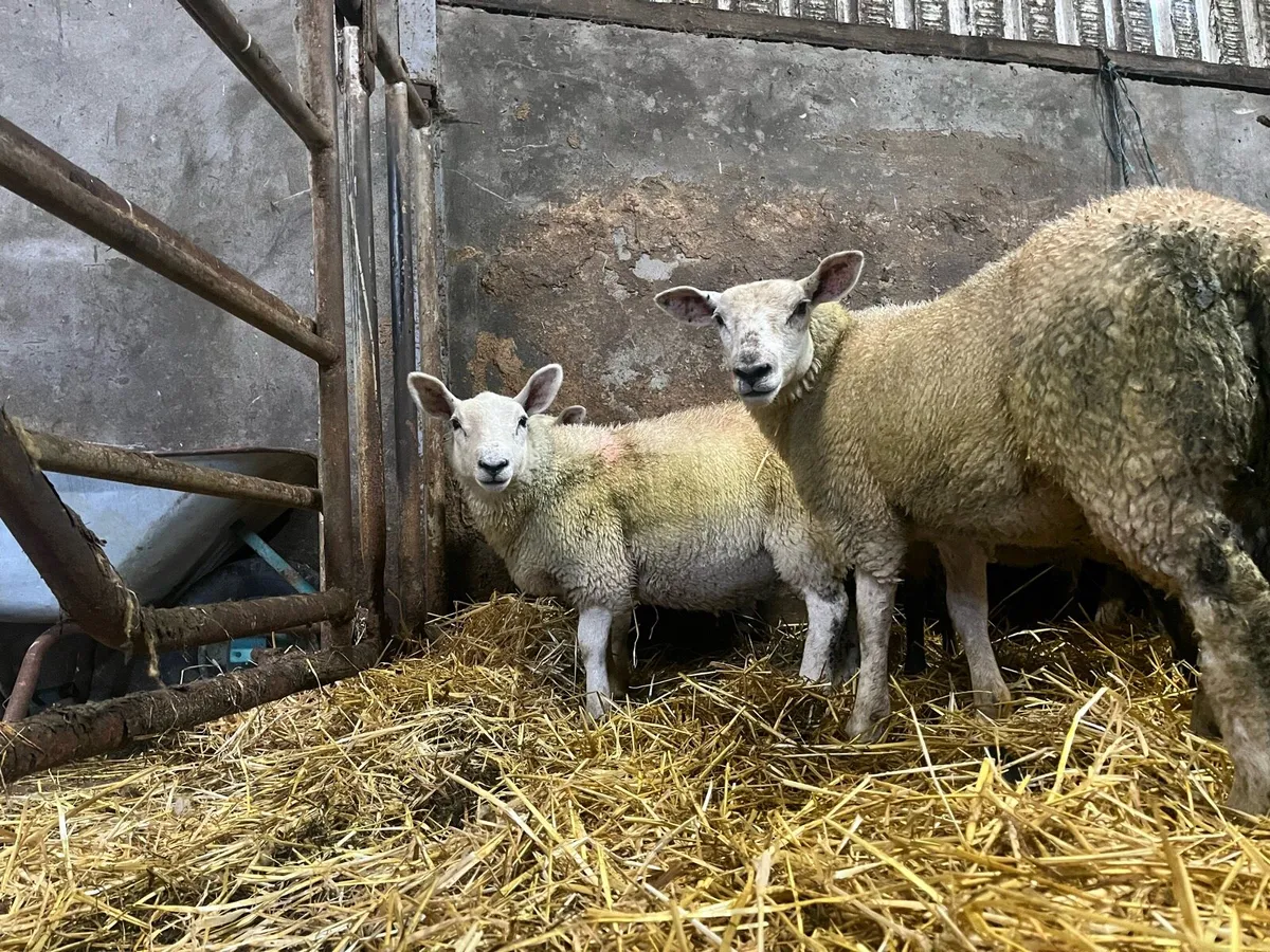35 super Suffolk/Texel store/breeding ewe lambs - Image 4