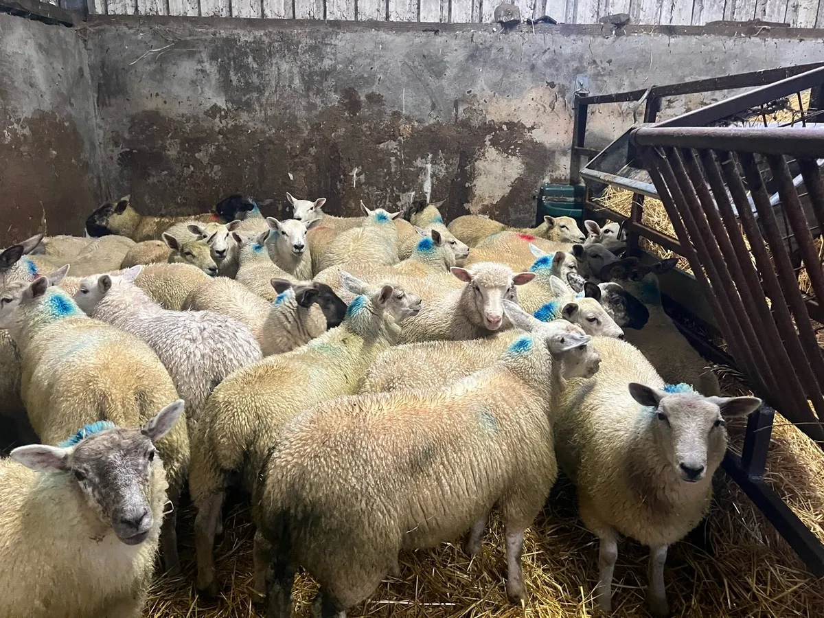 35 super Suffolk/Texel store/breeding ewe lambs - Image 2