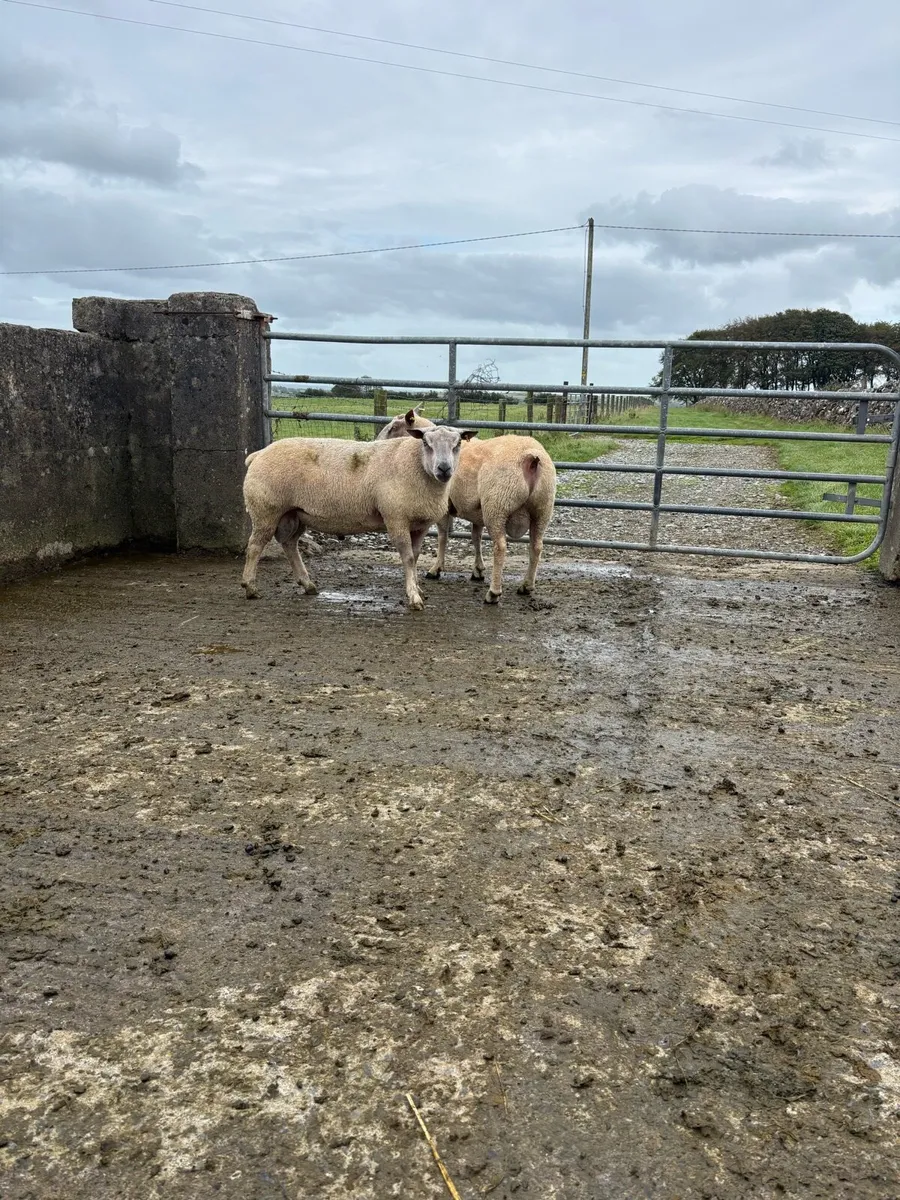 Charollais Rams - Image 1