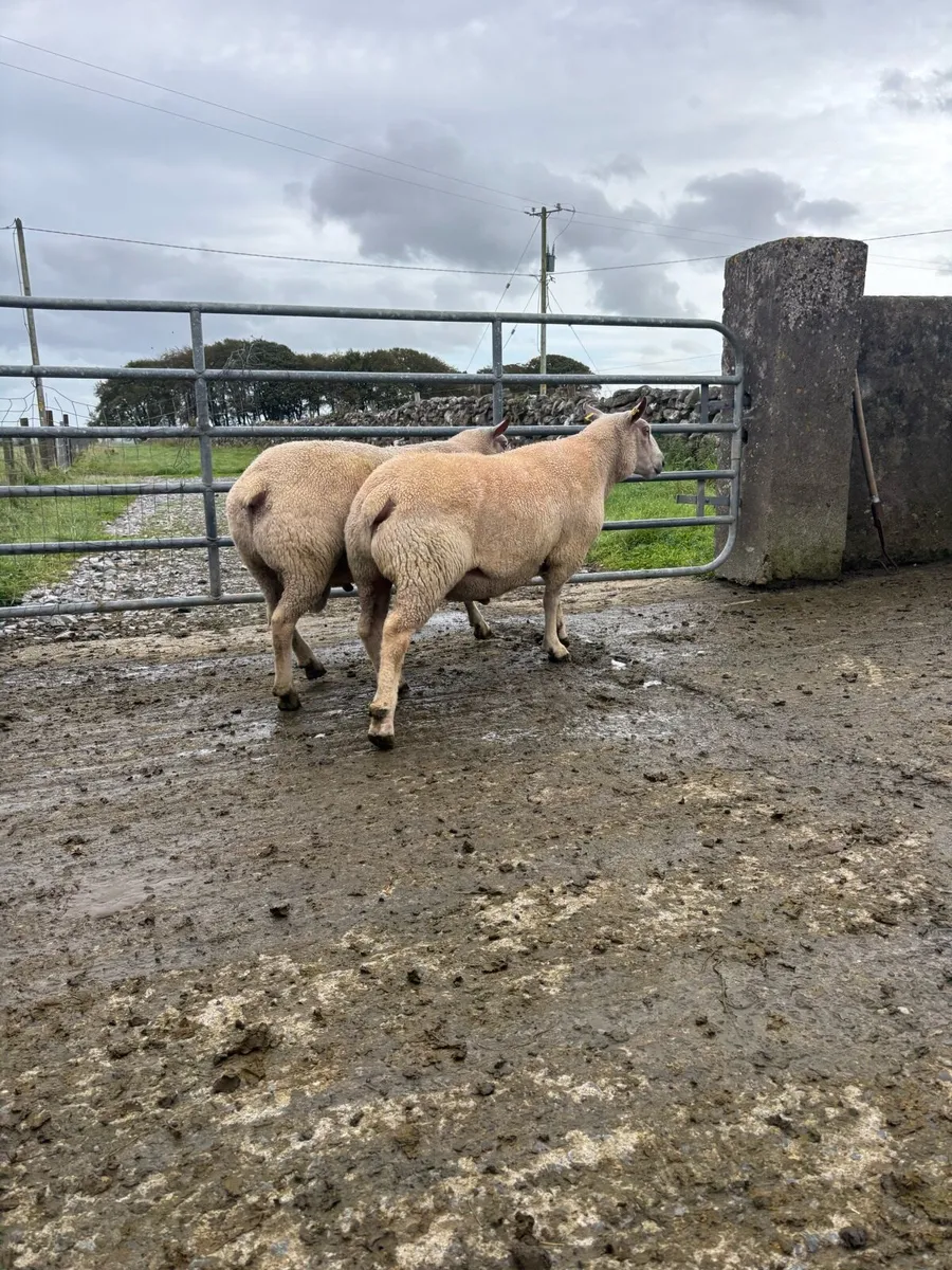 Charollais Rams - Image 2