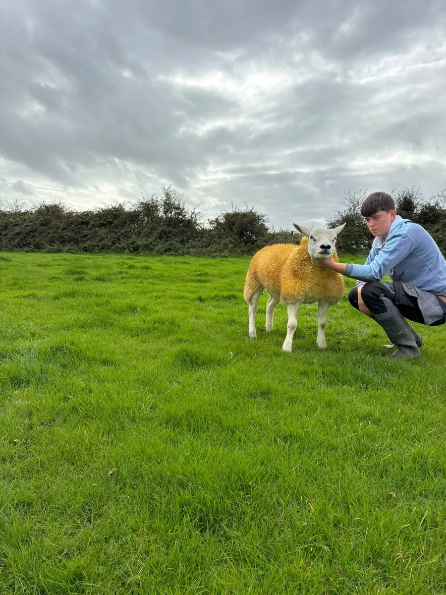 PBR Texel ewe lamb - Image 3