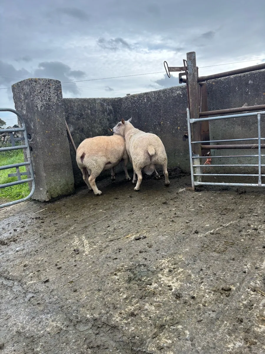 Charollais Rams - Image 4