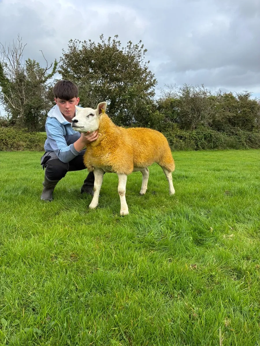PBR Texel ewe lamb - Image 1