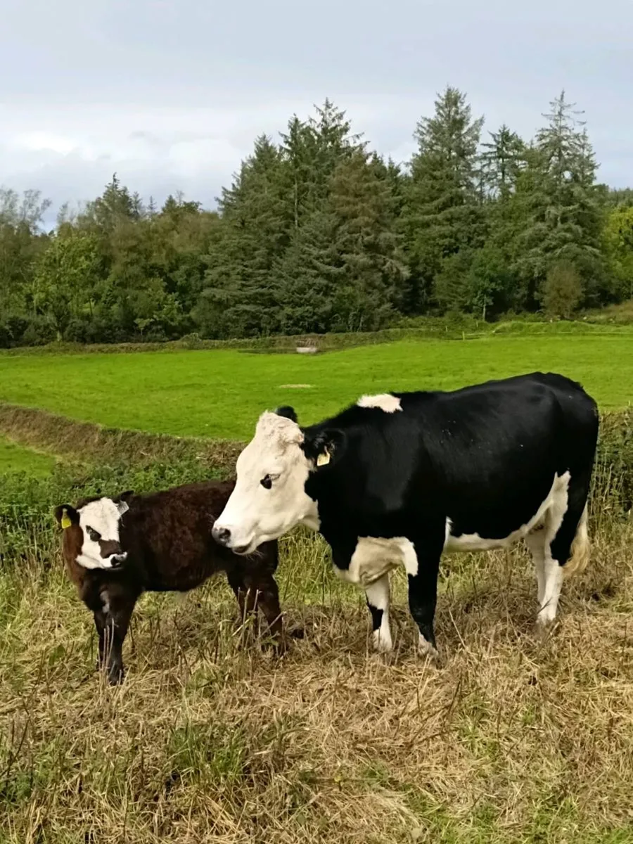 Hex first calf heiffer with bull calf at foot - Image 2