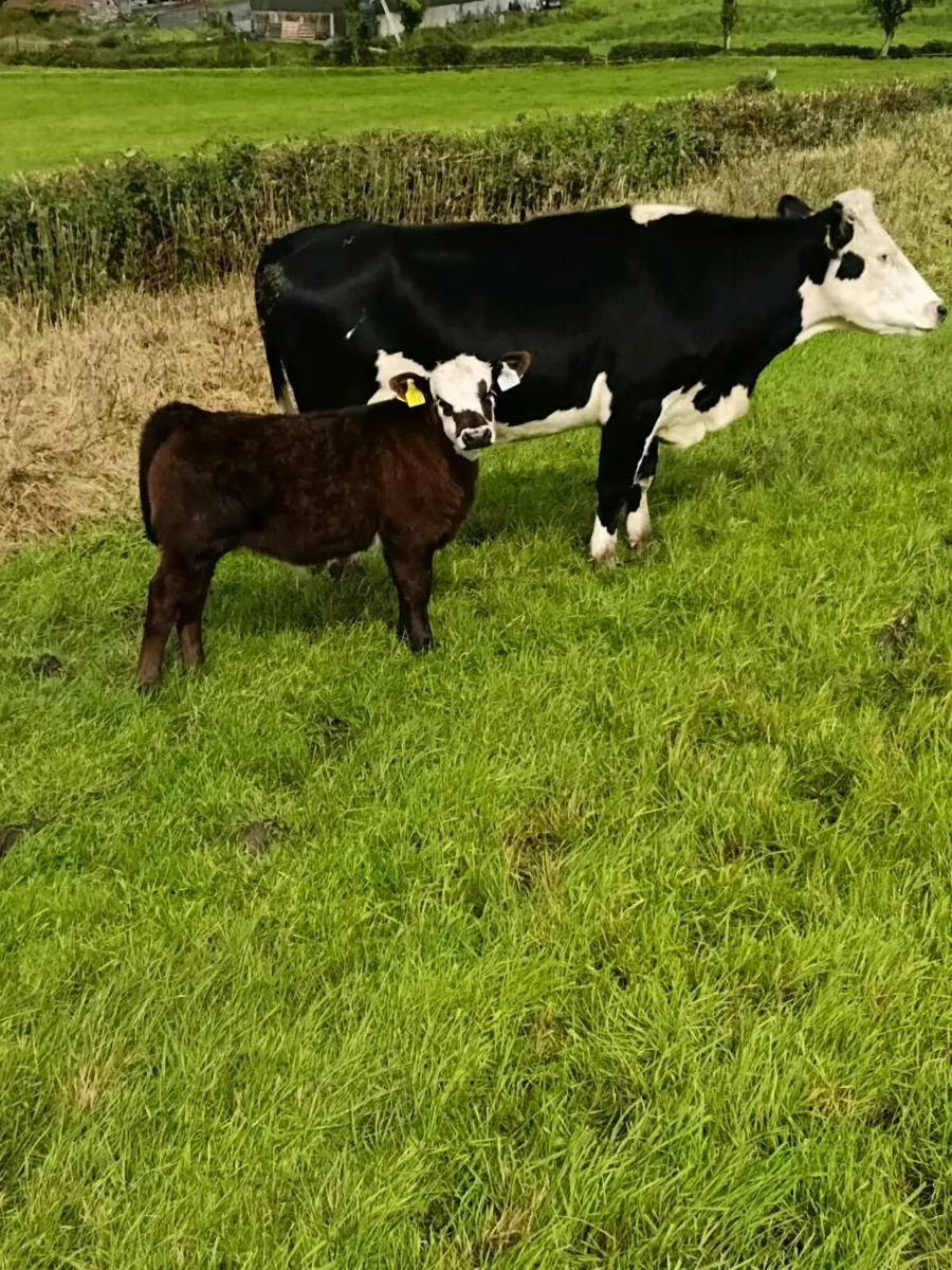 Hex first calf heiffer with bull calf at foot - Image 1