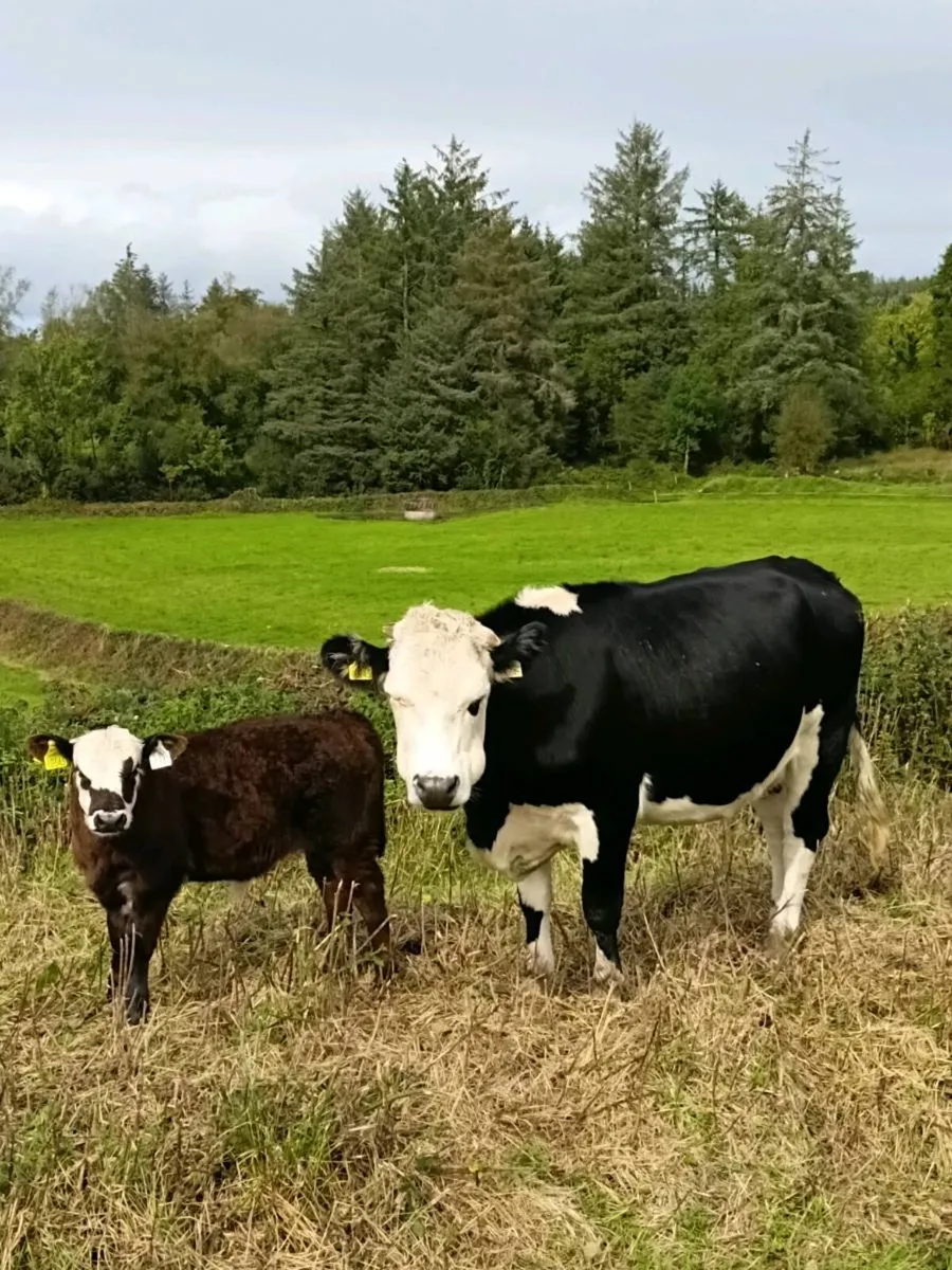 Hex first calf heiffer with bull calf at foot - Image 3