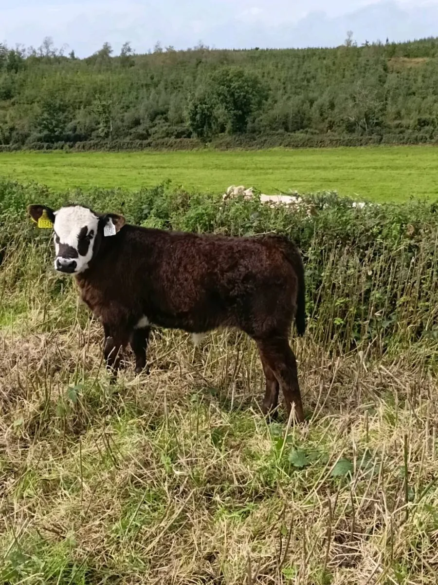Hex first calf heiffer with bull calf at foot - Image 4