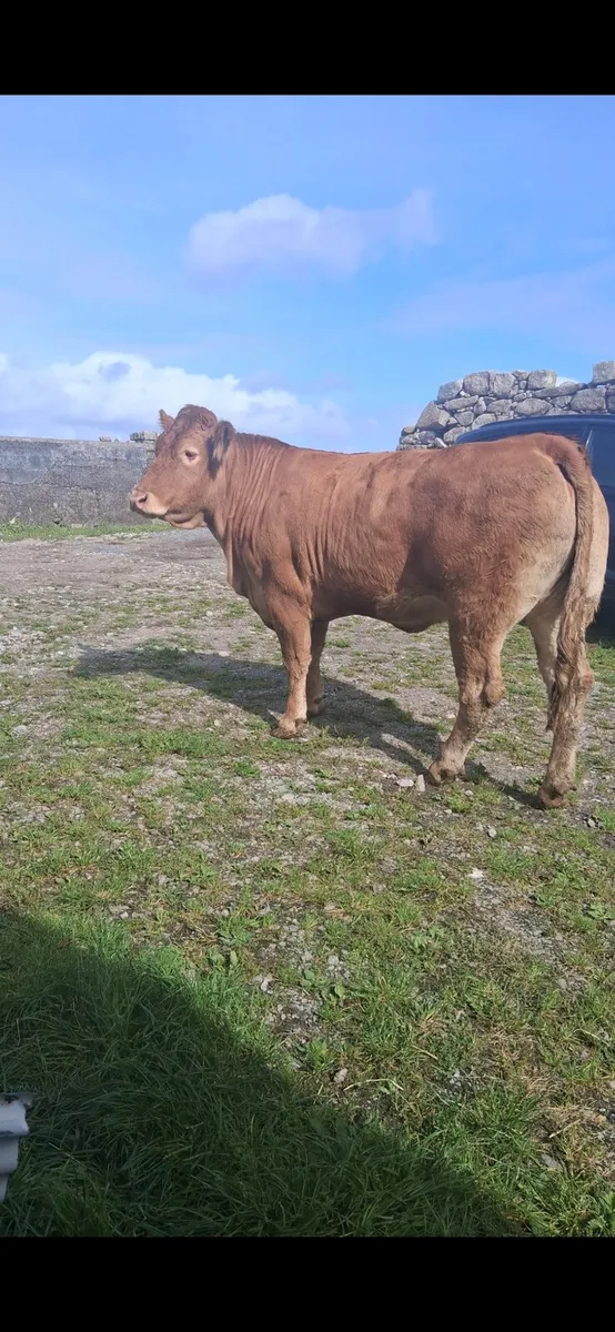 Super PB incalf heifer - Image 1