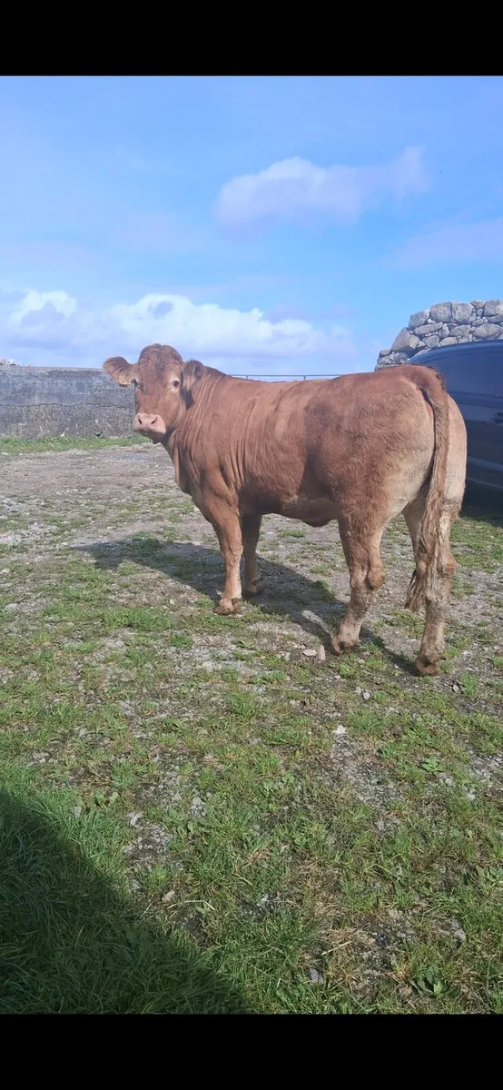 Super PB incalf heifer - Image 2
