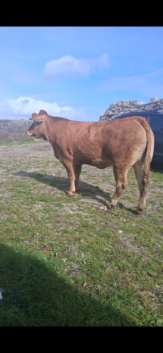 Super PB incalf heifer - Image 3