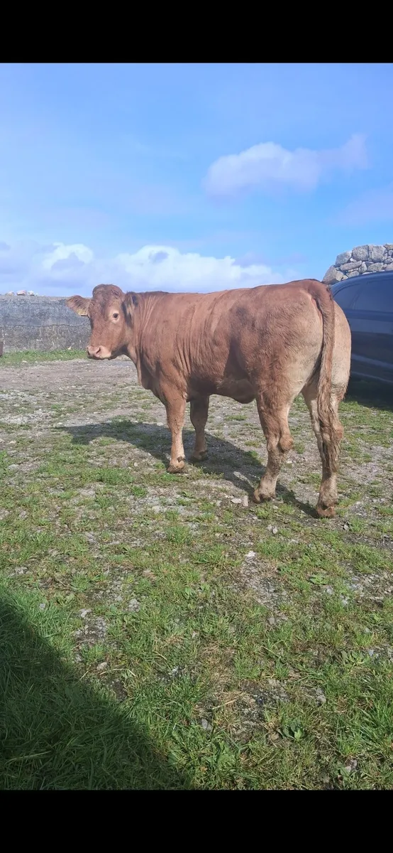 Super PB incalf heifer - Image 4