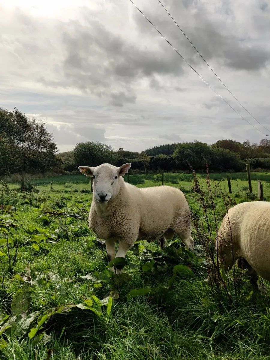 Pedigree Ram - Image 1