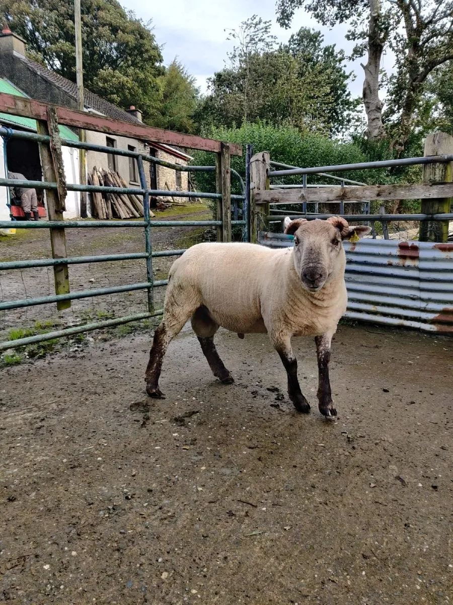 Pedigree Ram - Image 2