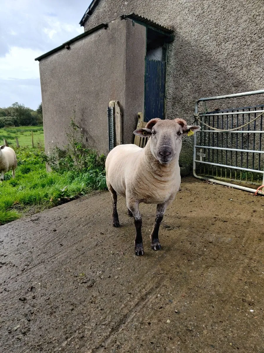 Pedigree Ram - Image 3