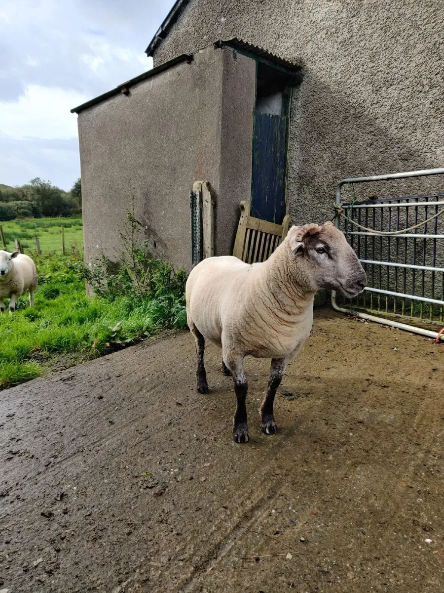 Pedigree Ram - Image 4