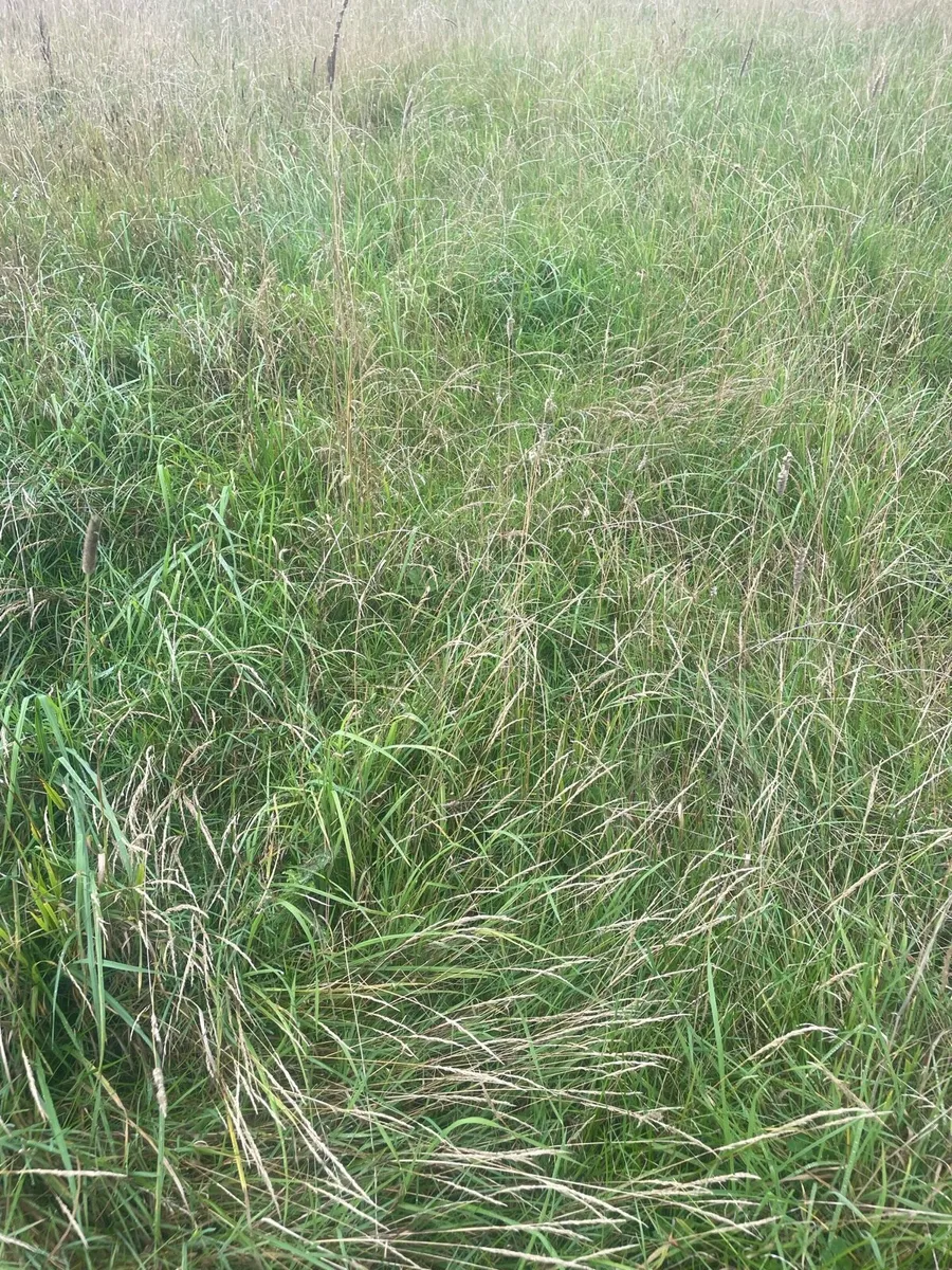 Silage - Image 1