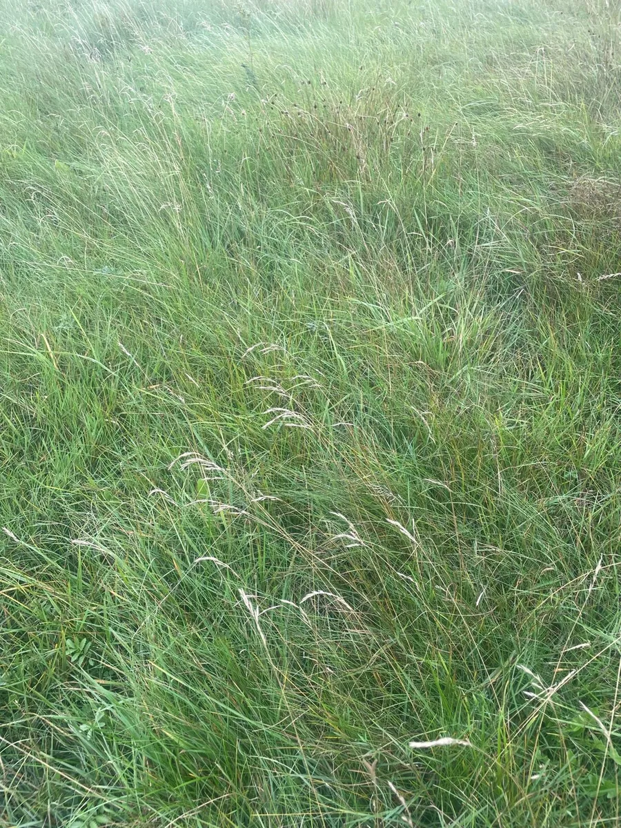 Silage - Image 2