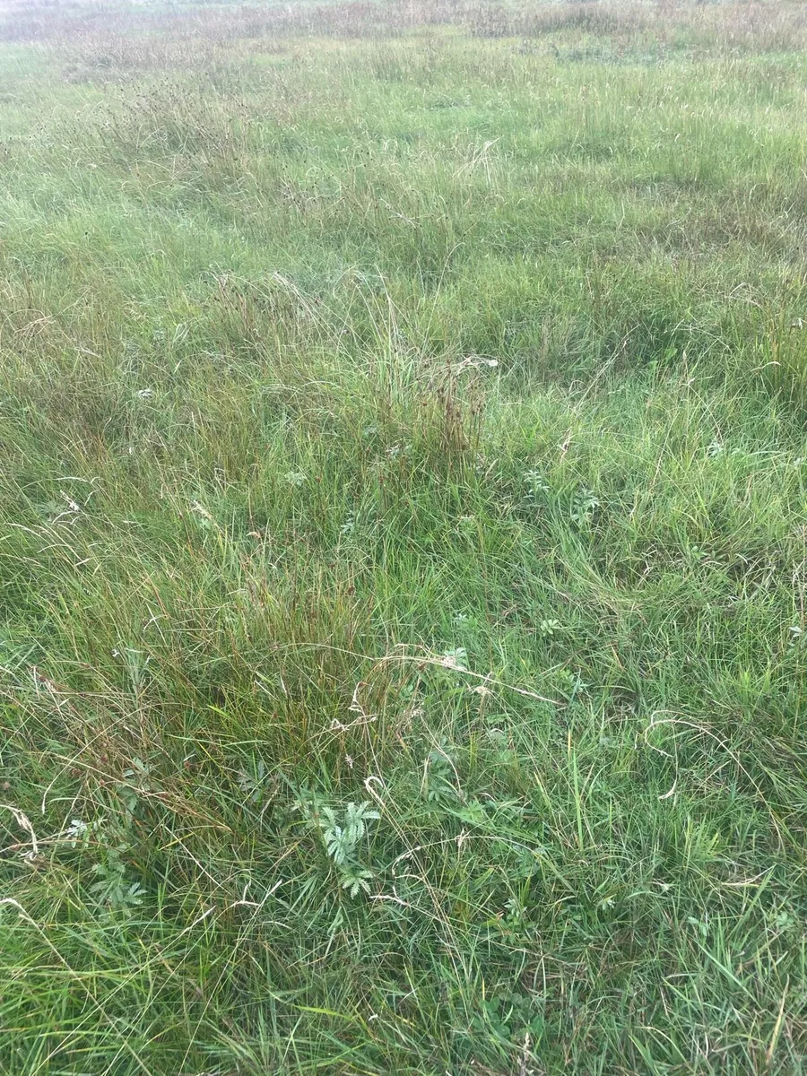 Silage - Image 3