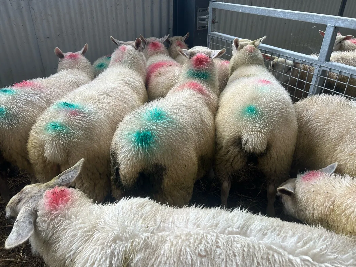 Belclare x ewe lambs - Image 3