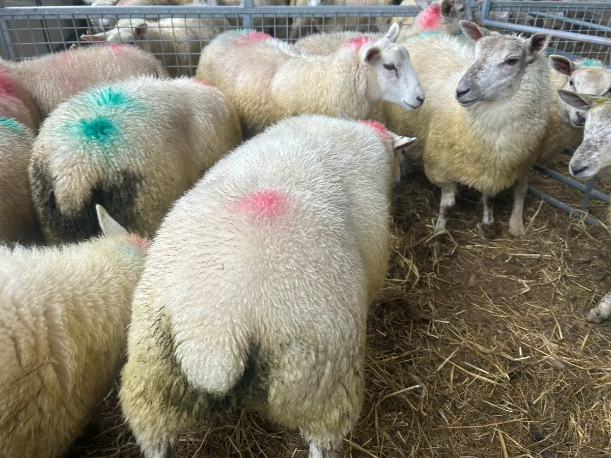 Belclare x ewe lambs - Image 4