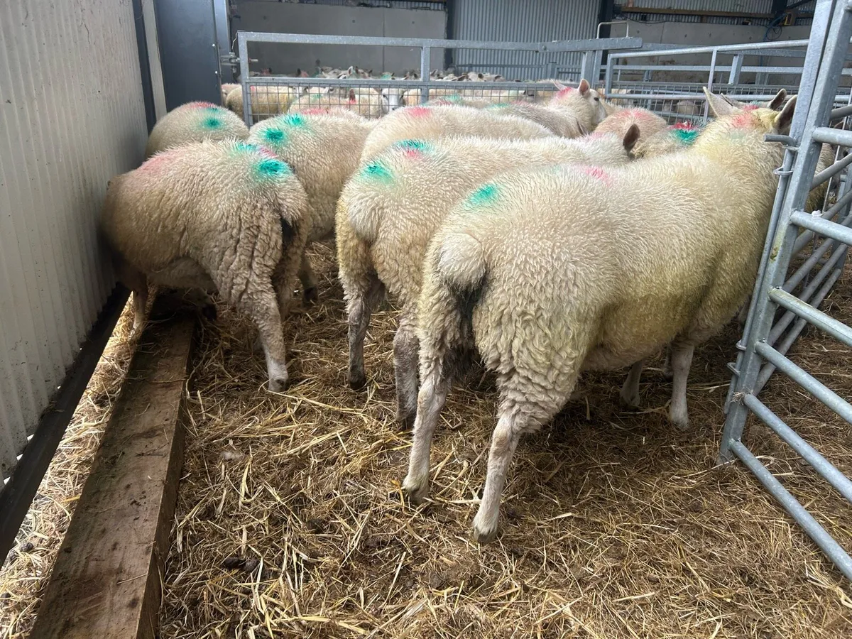 Belclare x ewe lambs - Image 2
