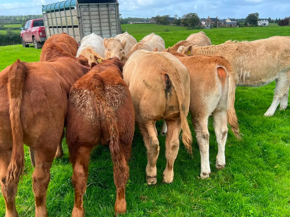Charolais & Limousin Heifers - Image 2