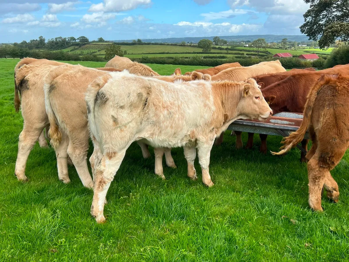 Charolais & Limousin Heifers - Image 3