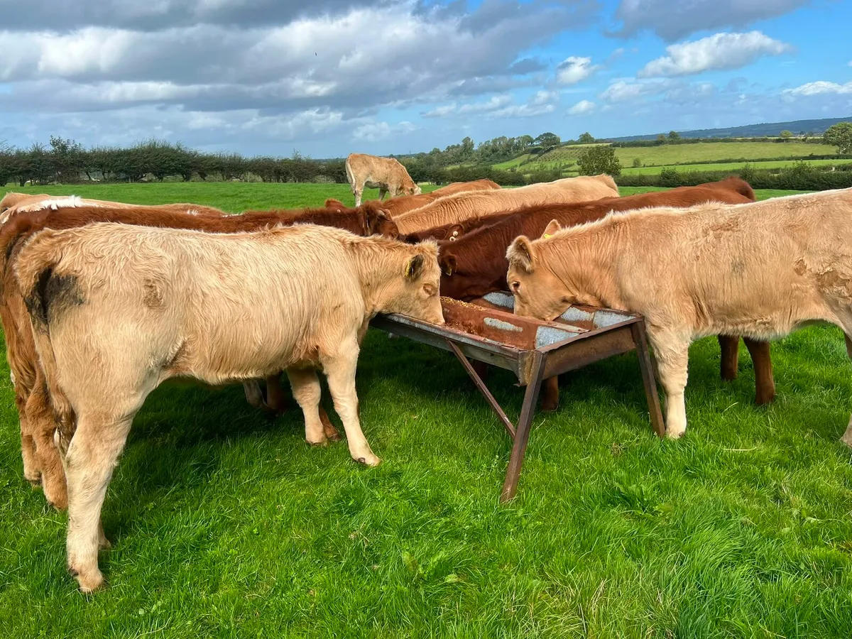Charolais & Limousin Heifers - Image 4