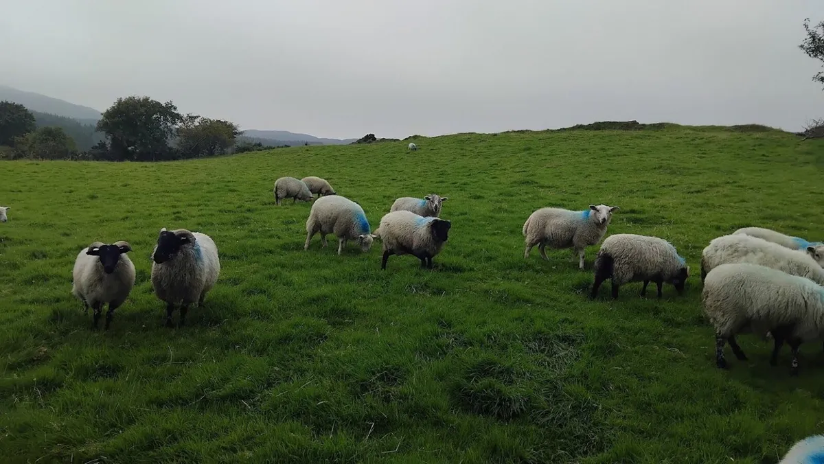 Store lambs for sale - Image 1