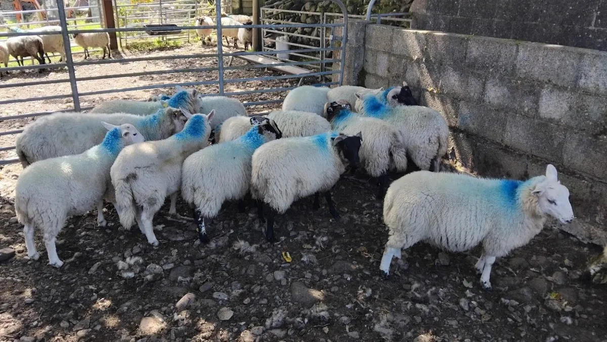 Store lambs for sale - Image 3